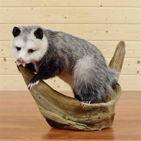 taxidermy opossum|More.